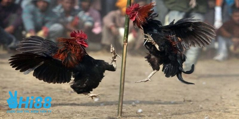 Cach nuoi ga da bo lon khoe manh dung manh