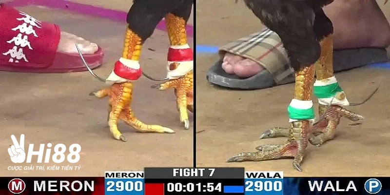 da ga campuchia cua dat cuoc