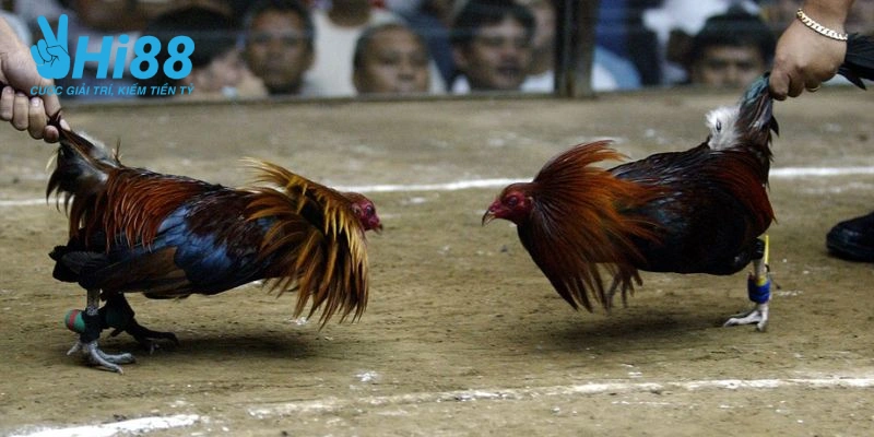 da ga thomo nghien cuu phong do thi dau cua cac chien ke